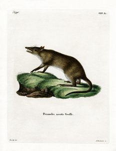 Langneus Bandicoot