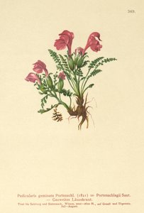 Ratelaar (Pedicularis geminata, Pedicularis Portenschlagii, Pedicularis pumila)