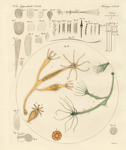 Vergrootglas en microscopische amusementen