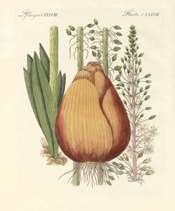Medicinale planten