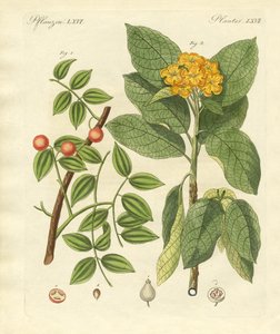 Medicinale planten