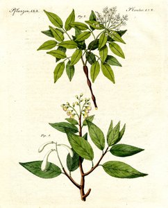 Medische planten