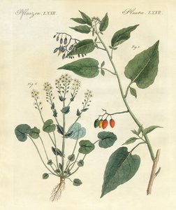 Medicinale planten door German School