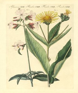 Medicinale planten