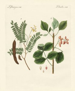 Medicinale planten door German School