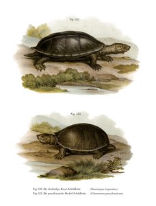 Mexicaanse Reuzenschildpad door German School