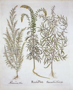 Reseda, Alsem en Dragon, uit Hortus Eystettensis, door Basil Besler, 1613 door German School