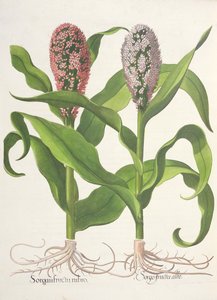 Gierst: 1.Sorgum fructu rubro; 2.Sorgo fructu albo, uit de Hortus Eystettensis door Basil Besler (1561-1629), uitgegeven 1613