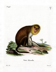 Monnik Saki