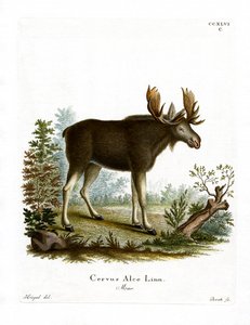 Eland door German School