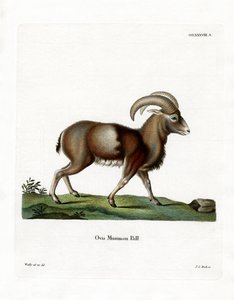 Mouflon door German School