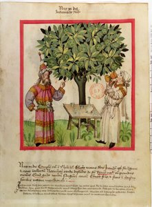 Ms.Lat.9333 fol.11 Nootmuskaat oogsten, uit Tacuinum Sanitatis