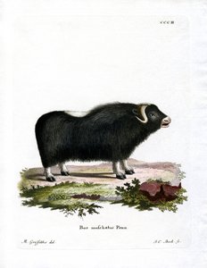 Muskusos