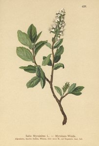 Myrtewilg (Salix Myrsinites)