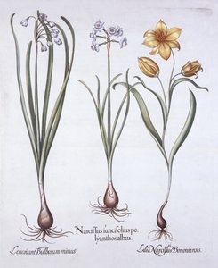 Narcis, Tulp en Zomersneeuwvlok, uit Hortus Eystettensis, door Basil Besler, 1613 door German School