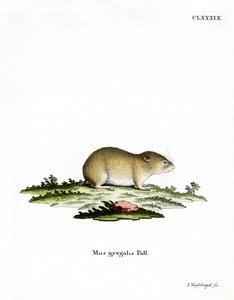 Smalhoofdwoelmuis door German School