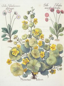 Oost-Indische kers en madeliefjes: 1.Nasturtium Indicum; 2.Bellis Sylvestris minor flore plens rubro; 3.Bellis Sylvestris minor flore mixta, uit de Hortus Eystettensis door Basil Besler (1561-1629), uitgegeven 1613 door German School