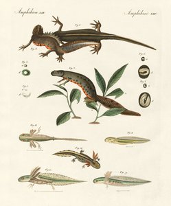 Natuurlijke geschiedenis van de zeesalamander door German School