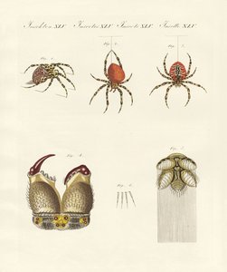 Natuurlijke geschiedenis van de spin