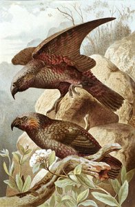 Nestor papegaai, plaat uit "Brehms Tierleben: Allgemeine Kunde des Tierreichs", vol.5, p.382, uitgegeven door Bibliographisches Institut