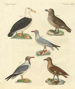 Nieuwe vogels door German School