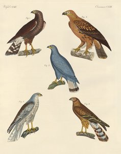 Nieuw bekende roofvogels door German School