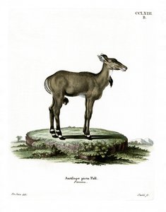 Nilgai door German School