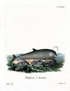 Noordelijke Butskop