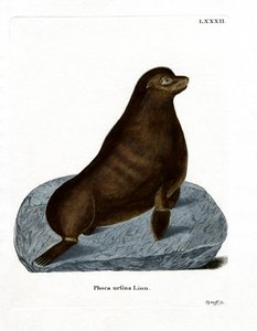 Noordelijke Zeehond