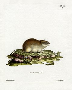 Noorse Lemming