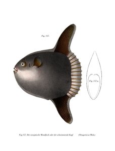 Maanvis
