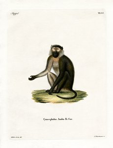 Olijf Baboon door German School