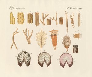 Over de interne structuur van planten