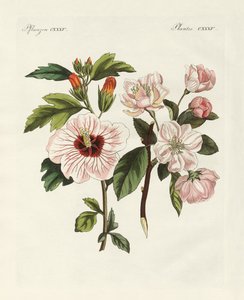 Sierplanten