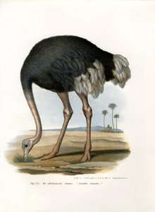 Struisvogel, 1864