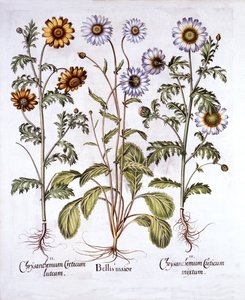 Oxe Oog Margriet en Kroonmargriet, uit Hortus Eystettensis, door Basil Besler, 1613 door German School