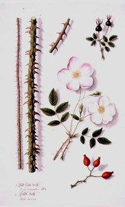 Witte Veldroos (Rosa silvestris alba) en Hondsroos (Rosa canina) c.1820 door German School