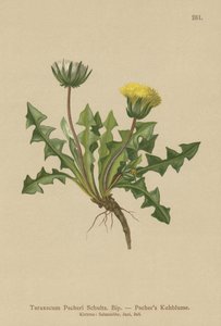 Pacheris Paardenbloem