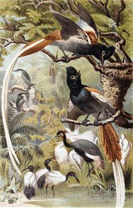 Paradijsvliegenvangers, plaat uit "Brehms Tierleben: Allgemeine Kunde des Tierreichs", deel 4, p. 516, uitgegeven door Bibliographisches Institut door German School