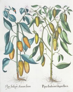 Peper: 1.Piper Indicum filiquis flavis; 2.Piper Indicum aureum latum, uit de Hortus Eystettensis door Basil Besler (1561-1629), uitgegeven 1613 door German School