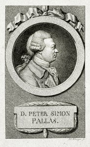 Peter Simon Pallas (lijngravure) door German School