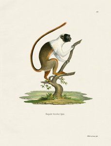 Bonte Tamarin