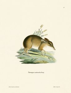Varkenspoot Bandicoot