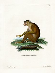 Krulstaart Makaak (gekleurde gravure)