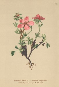 Roze Vijfvingerkruid