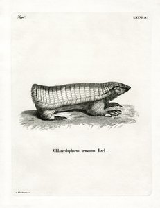 Roze Fee Armadillo