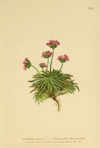 Roze Rotsjasmijn (Androsace carnea) door German School