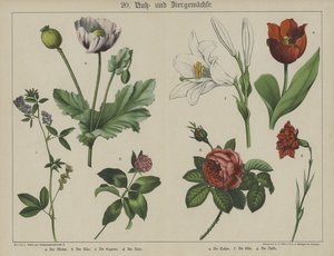 Planten