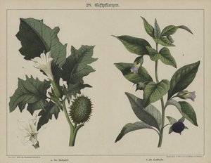 Planten