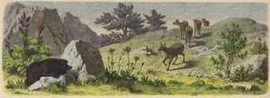 Planten en dieren van de bergen van Azië (gekleurde gravure) door German School